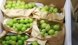 吃瓜网站免费精品,免费精品内容背后的秘密