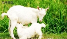 晴天小羊有多少网红吃瓜,揭秘网红吃瓜背后的故事