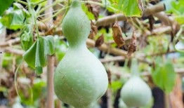 网红吃葫芦瓜视频,趣味横生引网友热议