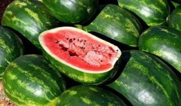 吃瓜网站免费精品,免费精品内容背后的秘密