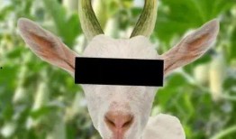 晴天小羊有多少网红吃瓜,揭秘网红吃瓜背后的故事