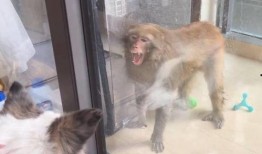 石家庄猴子爆料事件视频,揭秘事件背后真相