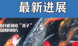 最新偷鱼爆料事件新闻,揭秘网络爆料背后的真相与争议