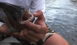 食人鱼完整版在线观看,嗜血盛宴，生存法则的残酷演绎