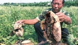大荔吃瓜最新事件爆料新闻,最新爆料揭示惊人内幕