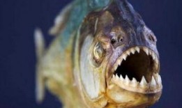 食人鱼完整版在线观看,嗜血盛宴，生存法则的残酷演绎